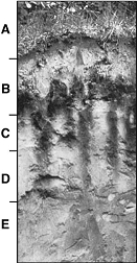   The following questions refer to the figure above illustrating soil horizons.NOTE: The labels are not the actual names of the soil horizons. -Which of the following is true concerning root nodules? A)  They may kill a plant. B)  They are produced by a fungus. C)  They remove nitrogen compounds from the plant. D)  They convert the harmful ammonia that plant cells produce into gaseous nitrogen. E)  None of these are true.