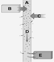   The following questions refer to the figure above illustrating transport in phloem. -Companion cell assisted loading of organic compounds is indicated at A)  A. B)  B. C)  C. D)  D. E)  E.