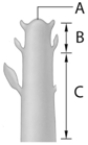   -The letter  A  in the above figure represents A)  ground tissue. B)  dermal tissue. C)  vascular tissue. D)  apical meristem. E)  shoot root combination.