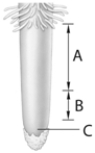   -The letter  C  in the figure above represents A)  root apical meristem. B)  dermal tissue. C)  vascular tissue. D)  ground tissues. E)  ground, dermal, and vascular tissues.