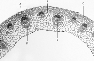   Use the figure above to answer the following questions. -Buds are produced A)  in the axils of leaves. B)  at the very ends of stems. C)  at the nodes. D)  by the apical meristem. E)  at all of these areas.