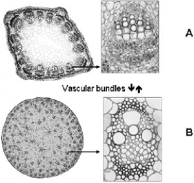   Use the figure above for the following questions. -The figure labeled  B  shows a cross-section through a ____ and a vascular bundle. A)  monocot stem B)  eudicot stem C)  monocot root D)  eudicot root E)  none of these