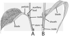   -Which of the following statements is false? A)  The greatest amount of photosynthesis takes place in the palisade mesophyll. B)  There are more stomata on the upper epidermis of most leaves than on the lower epidermis. C)  The palisade mesophyll is more densely packed than the spongy mesophyll. D)  The surface area of the root system is greater than that of the shoot system. E)  Photosynthesis occurs in both the spongy and palisade mesophyll.