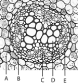   Use the figure above to answer the following questions. -The letter  C  in the above figure represents A)  pericycle B)  endodermis C)  primary xylem D)  root cortex E)  primary phloem