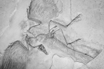   -Which of the following is NOT a feature that is found exclusively among all vertebrates? A)  notochord B)  pharyngeal gill slits C)  four legs D)  post-anal tail E)  dorsal nerve cord