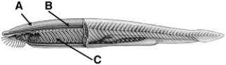   Use the illustration above to answer the following questions. -Which structure is a rod of stiffened support tissue? A)  A B)  B C)  C D)  A and B E)  none of these