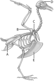   The following questions refer to the figure above. -The letter  D  in the above figure represents A)  humerus B)  pectoral girdle C)  skull D)  sternum E)  pelvic girdle