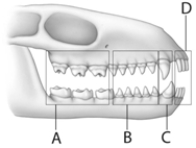   Use the figure above to answer the following questions. -The letter  C  in the above figure represents which teeth? A)  incisors B)  molars C)  canines D)  premolars E)  none of these