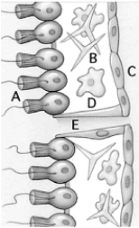   Use the figure above to answer the following questions.It shows a longitudinal section of a sponge body wall.The sponge interior is on the left. -A cell type that helps to pull water through the sponge and strains out food particles is indicated by A)  A. B)  B. C)  C. D)  D. E)  E.