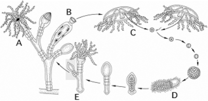   Use the figure above to answer the following questions. -A feeding individual in the mature colony is indicated by A)  A. B)  B. C)  C. D)  D. E)  E.