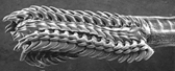   -Which of the following is NOT a major feature of arthropods? A)  jointed appendages B)  exoskeleton C)  paired segmental nephridia D)  specialized and fused-together segments E)  specialized sensory structures