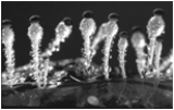   -The above figure represents a fungus known as ____. A)  Puccinia. B)  Rhizopus. C)  Agaricus. D)  Pilobolus. E)  Amanita.