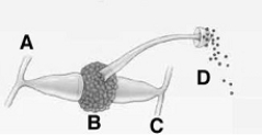   The following questions refer to the figure above. -The figure illustrates a portion of the life cycle of a(n)  A)  zygomycete. B)  ascomycete. C)  basidiomycete. D)  glomeromycete. E)  lichen.