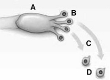   The following questions refer to the figure above. -Endophytic fungi A)  are parasitic fungi that live inside the leaves and stems of most plants. B)  are symbionts that live inside the leaves and stems of most plants. C)  are parasitic fungi that live inside the cells of most animals. D)  are fungi that live inside the cells of other fungi. E)  cause disease in important grasses such as fescue.