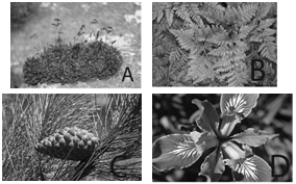   The following questions refer to the figure above. -Which of the photographs in the above figure represents the angiosperms? A)  moss B)  fern C)  conifer D)  monocot E)  all of these