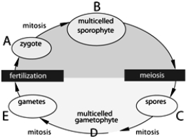   The following questions refer to the figure above. -In the above figure, which of the following would have a haploid number of chromosomes? A)  A B)  B C)  C D)  D E)  C and D