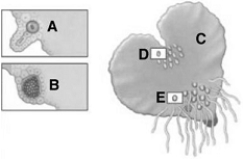   The following questions refer to the figure above. -The entire structure indicated by  C  is a ____ gametophyte. A)  moss B)  liverwort C)  hornwort D)  fern E)  gymnosperm