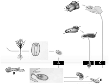   The following questions refer to the figure above of the life cycle of a pine. -Meiosis that produces microspores is indicated by A)  A. B)  B. C)  C. D)  D. E)  E.