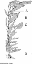   Use the figure above to answer the following questions. -The large organism shown here belongs to the ____ group? A)  kinetoplastids B)  diplomonads C)  green algae D)  red algae E)  brown algae