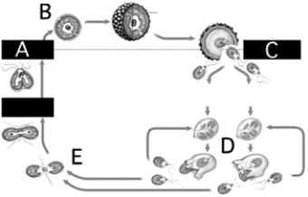   Use the figure above to answer the following questions.It shows the life cycle of Chlamydomonas, a green alg a. -Meiosis and germination of spores is indicated by letter A)  A. B)  B. C)  C. D)  D. E)  E.