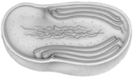   -The figure above represents A)  the algae that were to give rise to plants. B)  protists. C)  fungi. D)  soil bacterium with primitive membrane folds. E)  all of these.