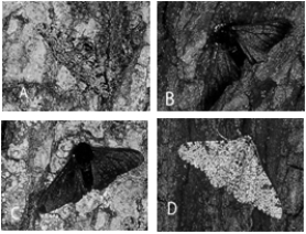  Directional Selection -As the trees in England become less sooty due to pollution controls on factories, which of the moths in the figure above would have been selected against? A)  A B)  B C)  C D)  D E)  all of these