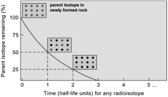   -This illustration shows that after two half-lives, ____ percent of the parent radioisotope has decayed. A)  100 B)  75 C)  50 D)  25 E)  0