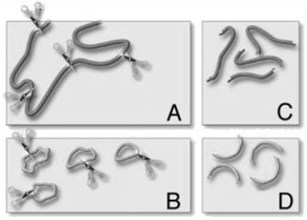   The following questions refer to the figure above illustrating the initial steps in the formation of recombinant DN a. -The scissors in the figure represent A)  restriction enzymes. B)  reverse transcriptases. C)  DNA polymerases. D)  RNA polymerases. E)  DNA ligases.