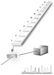   -The process illustrated in the figure is a step in A)  the production of recombinant DNA. B)  probing for transferred genes. C)  DNA fingerprinting. D)  sequencing DNA. E)  producing radioactive probes.