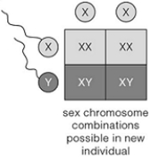   -An X-linked carrier is a A)  homozygous dominant female. B)  heterozygous female. C)  homozygous recessive female. D)  homozygous male. E)  heterozygous male.