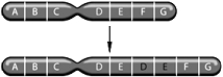   -The above figure represents which of the following chromosomal changes: A)  inversion B)  deletion C)  duplication D)  translocation E)  aneuploidy