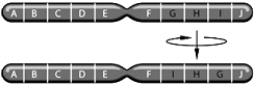   -The above figure represents which of the following chromosomal changes: A)  inversion B)  deletion C)  duplication D)  translocation E)  aneuploidy