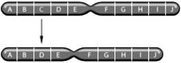   -The above figure represents which of the following chromosomal changes: A)  inversion B)  deletion C)  duplication D)  translocation E)  aneuploidy