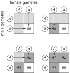   -Using the illustration above and the assumption that half of a plant's sperm and eggs are a and half are A, one can predict that the chance of sperm a meeting egg A at fertilization is A)  1/2 * 1/2. B)  25 percent. C)  one out of four. D)  1/2. E)  all of these EXCEPT 1/2.