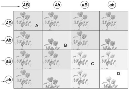   -Which offspring in the illustration above are homozygous recessive for both traits? A)  A B)  B C)  C D)  D E)  none of these