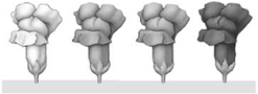   -A gene that produces multiple effects is called A)  a multiple allele. B)  an autosome. C)  an epistatic gene. D)  a pleiotropic gene. E)  an incompletely dominant gene.