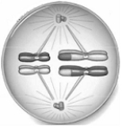   -The cell in this illustration is in ____. A)  prophase I. B)  metaphase I. C)  anaphase I. D)  prophase II. E)  anaphase II.