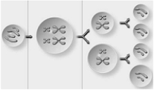   -In this generalized illustration of gametogenesis, the four cells in the right column should be labeled A)  sperm. B)  eggs. C)  ovum and three polar bodies. D)  secondary spermatocytes. E)  diploid.