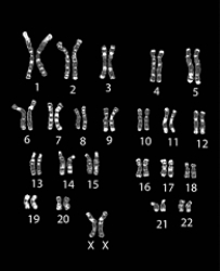   -The above figure reveals which of the following about the organism that it was obtained from? A)  Genes present B)  Age C)  Deceased or living D)  Total number of genes E)  Number of homologous pairs