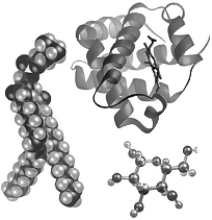   -The level of organization represented in the figure is a(n)  A)  atom. B)  tissue. C)  molecule. D)  organ. E)  cell.