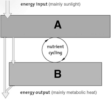   -On the illustration,  A  and  B  should be labeled respectively A)  consumers; producers B)  decomposers; producers C)  producers; redistributors D)  producers; consumers E)  consumers; decomposers