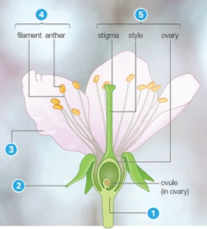Match the flower parts with the descriptions, in reference to the diagram.   a.carpel b.corolla c.stamen d.receptacle e.calyx -thickened region of the stem from which flower parts develop; indicated by label 1