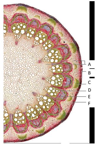   Locations of tissues in a eudicot stem. -​Phloem is denoted by letter _____. A)A B)B C)C D)D E)E  f. F