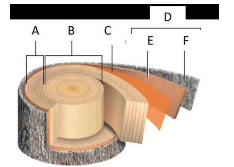 Structure of an older, woody eudicot stem.   a. A  b. B c. C  d. D e. E  f. F -​Heartwood is denoted by letter _____.