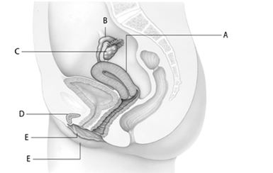   a. A  b. B c. C  d. D -​Which letter indicates the structure that acts as a pathway for the egg from the ovary to the uterus?