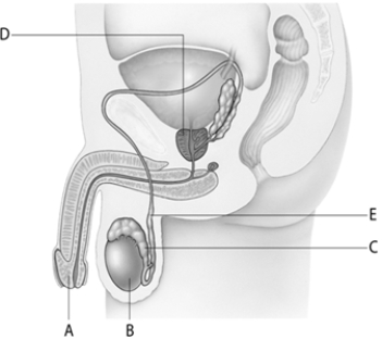   Match the letters to the descriptions. -The structure that conducts sperm upward during an ejaculation is represented by letter ____. A)A B)B C)C D)D E)E
