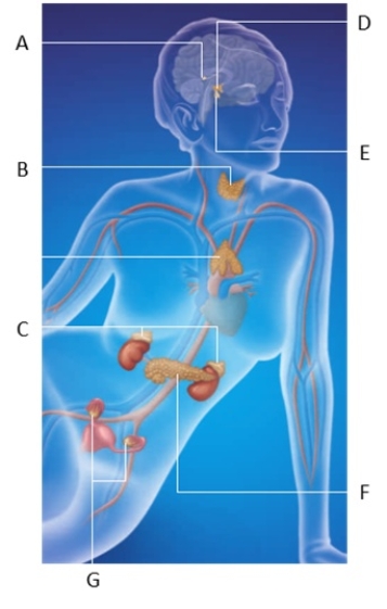 Match the major glands in the following image with the hormones they produce.   a.A b.B c.C d.D e.E f.F g.G -produces antidiuretic hormone