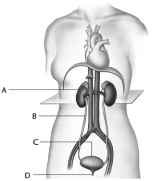   ​ -The urinary bladder, identified as ____ in the accompanying diagram, is separated from the ____ by a sphincter.​ A)  ​A; ureter B)  ​C; ureter C)  ​A; urethra D)  ​C; urethra E)  A; urethra​ 