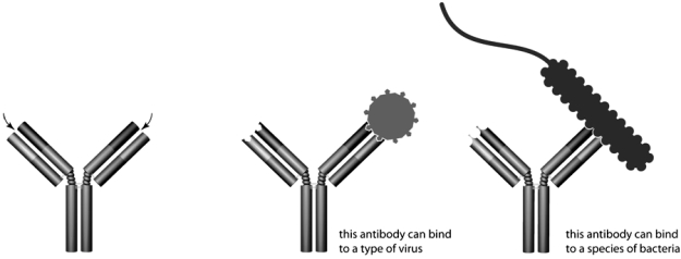 <strong>Identify the site indicated by the arrows in the diagram. </strong> A) complement binding site of an antibody B) antigen binding site of an antibody C) MHC binding site of an antigen D) complement binding site of T cell receptor E) MHC binding site of a T cell receptor