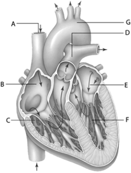   -The structure labeled  C  is the ____. A)  trunk of the pulmonary arteries B)  left atrium C)  left ventricle D)  right atrium E)  right ventricle 